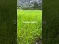 Download Lagu Deruan angin
