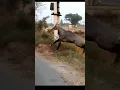 Lagu Nilgai , nilgai accident, nilgai kaisi hoti hai, nilgai bhagane ka tarika,  nilgai ki awaaz