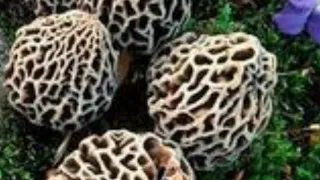 2025 Early Missouri morel mushroom hunting secrets you never heard before