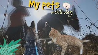 my cat is weird vlog