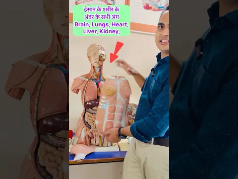 इंसान के शरीर के अंदर के सभी अंग- Brain Heart Lungs Liver Stomach Kidney Pancreas #biology #shorts