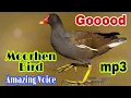Download Lagu Suara burung Moorhen yang luar biasa || Mp3 bagus || Suara panggilan terbaik 🤔🤔
