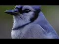 Symbolism of a Blue Jay - What does it mean if you see one?