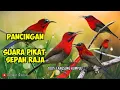 Download Lagu SUARA PIKAT BURUNG SEPAH RAJA PALING DI CARI || PANCINGAN BURUNG LIAR.