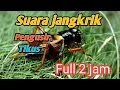 Suara jangkrik pengusir tikus full 2 jam
