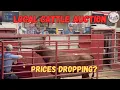 Stilwell Ok Cattle Auction Prices Dropping