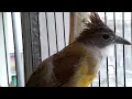 Download Lagu Cucak Jenggot gacor isian Platuk bawang Mantap bikin burung lainnya langsung bunyi