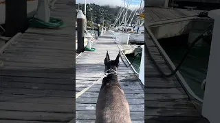 .. #fyp #dream #doberman #pets #YouTube