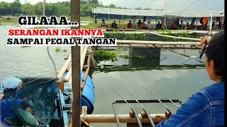 wajib dicoba lagi gacor ikannya besar besar mancing cirata terbaru 2025