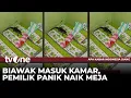 Download Lagu Dua Biawak Kejar-kejaran di Kamar Warga | AKIS tvOne