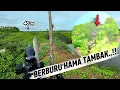Download Lagu HUNTING KOAK‼️ HAMA TAMBAK