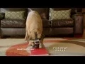 Cinco The Dog vs Five Star Notebooks