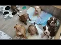 Pitbull Puppies - From Birth To 5 Weeks