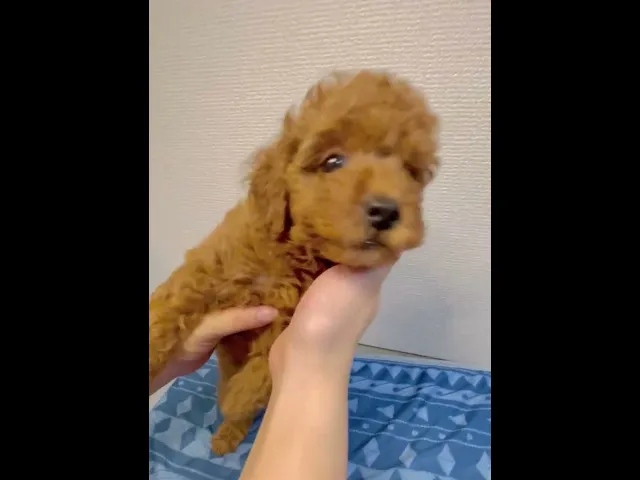 動画