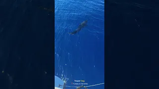 One Night. Two Countries. Dolphins in Between.