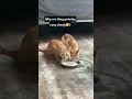 Milk in water for tiny kitties
