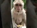 indian monkey feeding desi monky