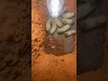The Larvae Are Transforming