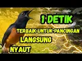 MEMBAKAR EMOSI PAGI-PAGI MURAI BATU LANGSUNG BONGKAR ISIAN MURAI BATU GACOR FULL TEMBAKAN KASAR