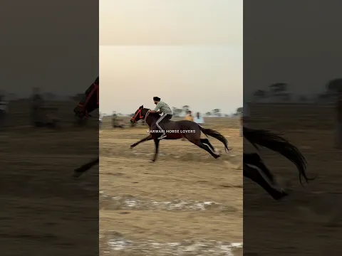 Bareback horse racing #horse #horsetrack #gallopracer #horseriding