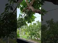 Download Lagu Pohon mangga lagi berbuah di halaman rumah
