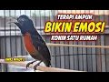 Lagu PANCINGAN KONIN GACOR FULL ISIAN ROLL TEMBAK !! MASTERAN KOLIBRI NINJA AGAR CEPAT EMOSI