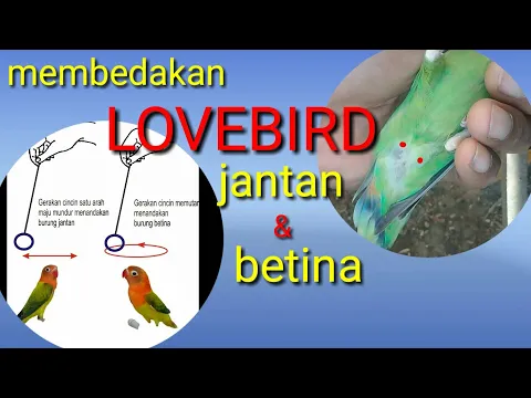 Download MP3 membedakan burung lovebird jantan dan betina akurat