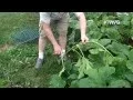Trimming Pumpkin Vines for Better Growth - Quick Tip