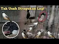 Download Lagu pembuktian !!!! cara memilih kutilang jantan dengan mental yang bagus di ombyokan