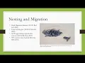 Conservation Case Study Leatherback Sea Turtle