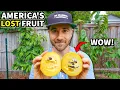 America s Lost Fruit Tree Will Be Your New OBSESSION