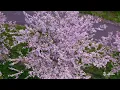 【Seasons of Japan】An Aerial Journey Through Shifting Colors　Soothing Moments: BGM & BGV