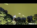 Alligator - Drone ORIGINAL