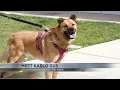 Tucson Subaru s Pet of the Week Smart-young Karlo Gus