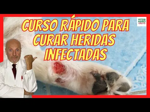 Download MP3 🔴 CÓMO CURAR HERIDAS INFECTADAS ABIERTAS EN PERROS? ANTIBIÓTICO AMOXICILINA PARA HERIDA INFECTADA