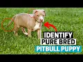 How to Identify a Pure Bred Pitbull Puppy