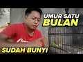 Download Lagu CARA MERAWAT BURUNG SOGON ANAKAN SUPAYA CEPAT BUNYI