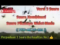 Download Lagu Suara Panggil Kombinasi Khusus Walet Muda - Suara iNi Jarang Dipadukan Jadi Satu