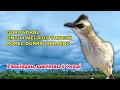 Suara Burung Trucuk Gacor Full Ropel Panjang Ini Sangat Bagus Dijadikan Guru Vokal Trucukan Anda