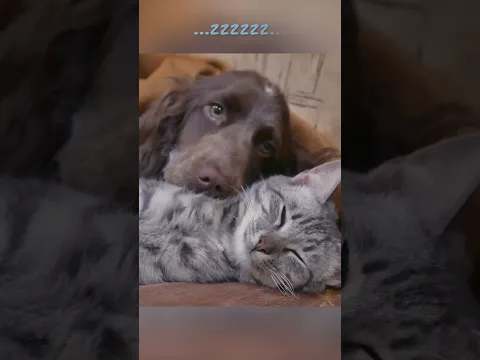 Purrrfect Friendzzzz - Relax and Sleep with Liquid Mind ❤️ ❤️