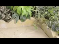 SCALLOP BUFF EDGING