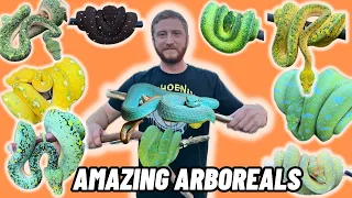 A Private Tour Of The Most EPIC Reptile Collection Some of the BEST reptiles in the WORLD