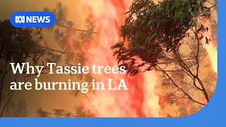 Highly combustible Tasmanian gum trees caught up in LA blaze ABC News