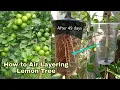 Download Lagu How to Air Layering Lemon Tree in Summer Season /Easy method to grow Lemon tree from cutting at home