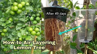 Download How to Air Layering Lemon Tree in Summer Season /Easy method to grow Lemon tree from cutting at home MP3