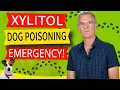 Xylitol Poisoning In Dogs 7 symptoms And The Emergency Remedy