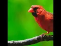 Download Lagu Suara burung kardinal merah || Suara kicauan burung #shorts #suaraburung #burunglucu #kardinal, #ytshort