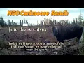Rare Cow Moose Fight Over Access to Mineral Lick elusive Woodland Caribou Trail Cams Archives