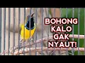 Download Lagu Suara burung sogon gacor paling ampuh untuk pancingan semua burung sogok ontong langsung nyaut!