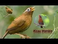 Download Lagu Wambie Gacor || Masteran Kicau Burung
